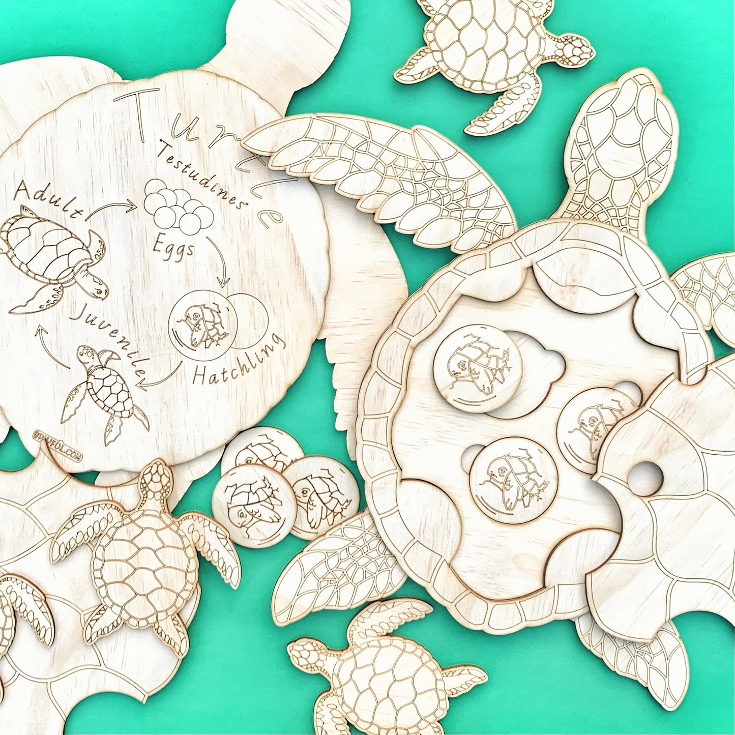 The Turtle - An Interactive Wooden Turtle Life Cycle Set
